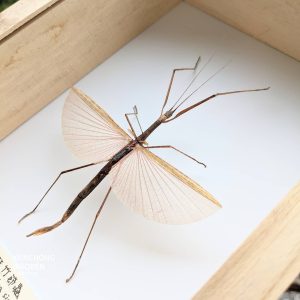 竹節蟲標本製作