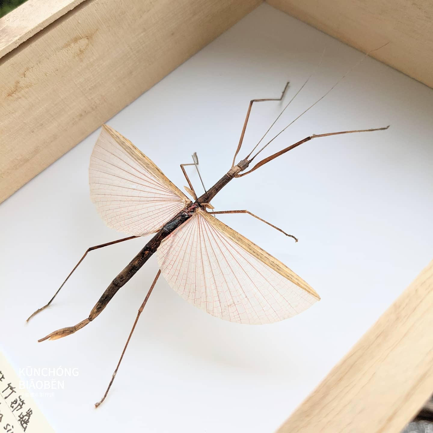 竹節蟲標本製作