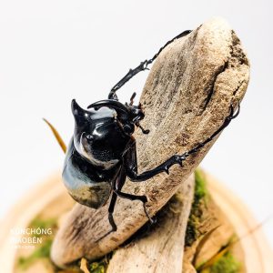 南洋大兜蟲標本製作