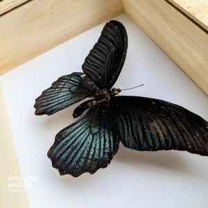 蝴蝶標本製作