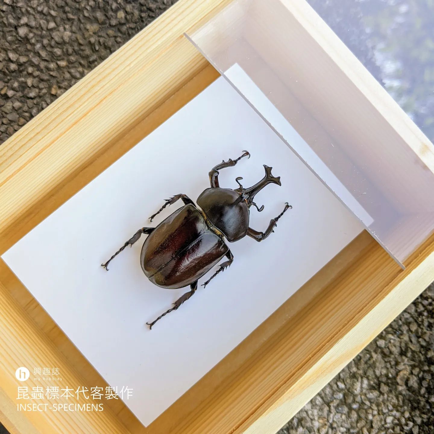獨角仙標本製作