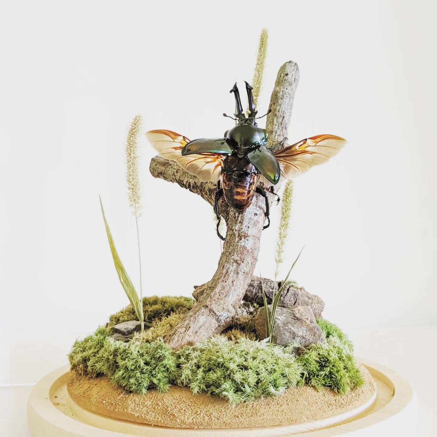 彩虹鍬形蟲標本製作
