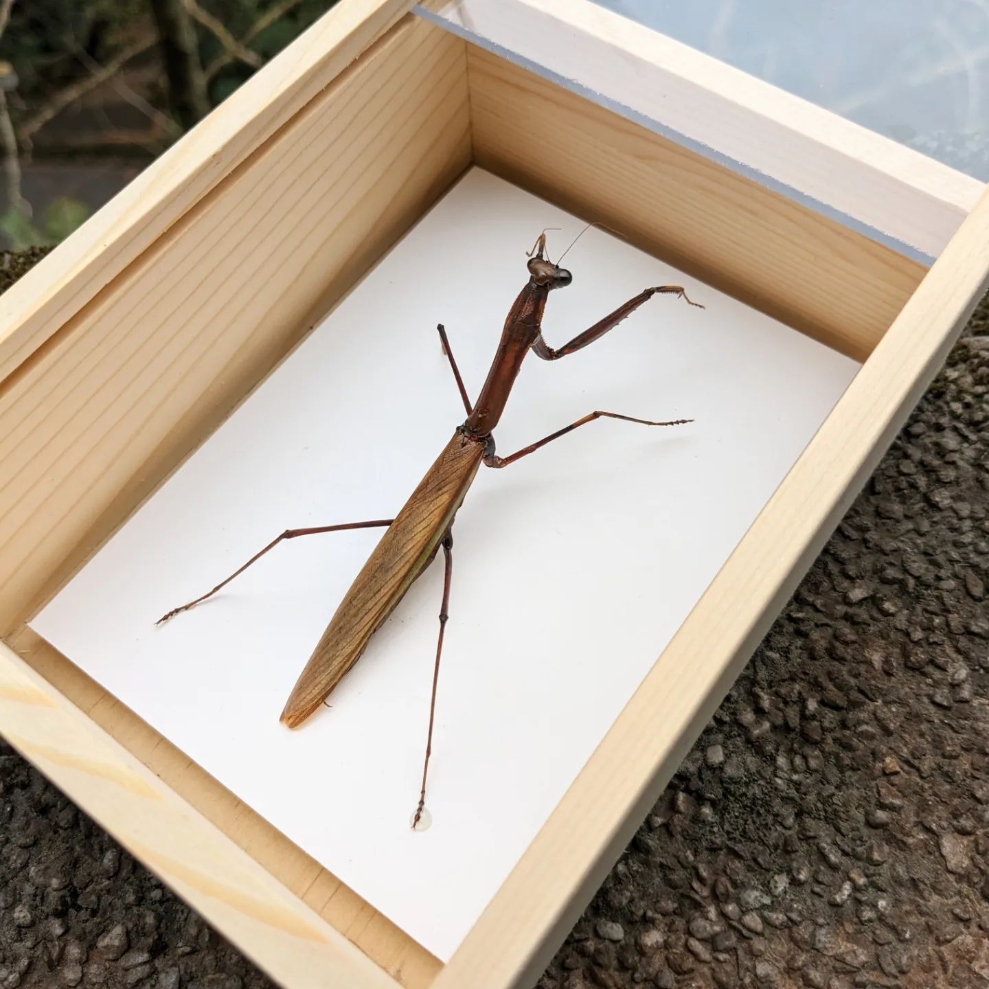 螳螂標本製作