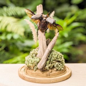 毛大象大兜蟲標本製作