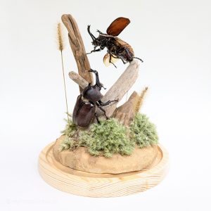 獨角仙標本製作